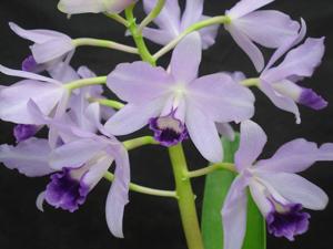 Guarianthe bowringiana