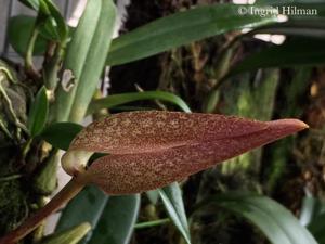 Bulbophyllum arfakianum