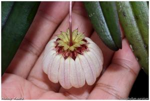 Bulbophyllum auratum