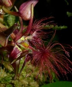 Bulbophyllum barbigerum