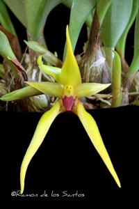Bulbophyllum basisetum