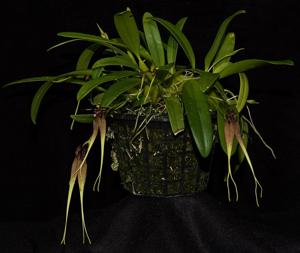 Bulbophyllum biflorum