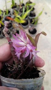 Dendrobium bracteosum