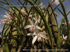 Cattleya lundii