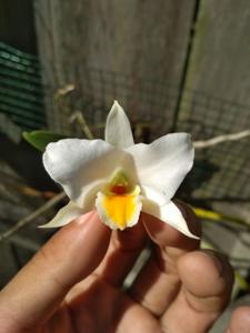 Dendrobium ovipostoriferum