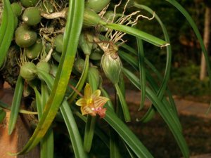 Bulbophyllum capillipes