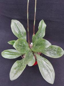 Mesadenella cuspidata