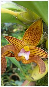 Bulbophyllum claptonense