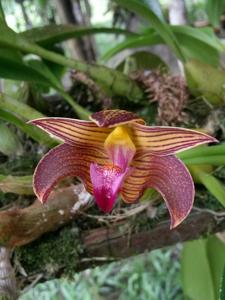 Bulbophyllum claptonense