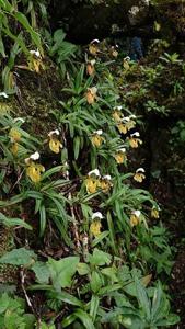 Paphiopedilum vejvarutianum