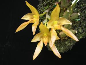 Bulbophyllum cootesii