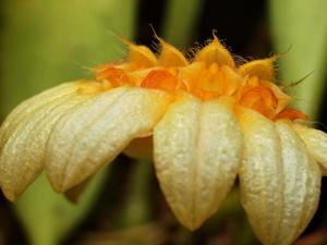 Bulbophyllum corolliferum