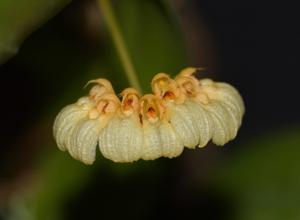 Bulbophyllum corolliferum