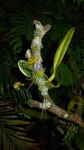 Bulbophyllum corolliferum