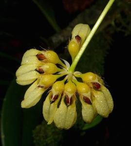 Bulbophyllum corolliferum