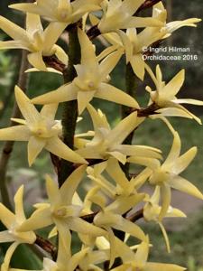Eria javanica
