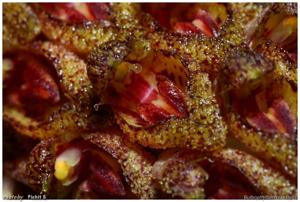 Bulbophyllum crassipes