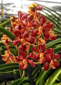 Vanda mariae