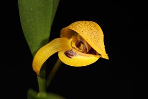Bulbophyllum dearei