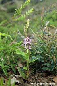 Sirindhornia monophylla