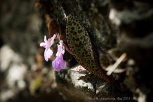 Sirindhornia pulchella