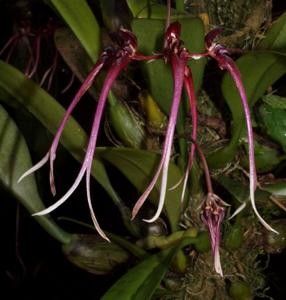 Bulbophyllum delitescens