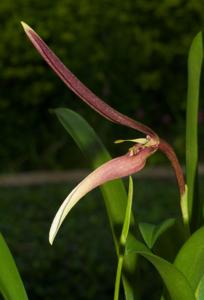 Bulbophyllum dennisii