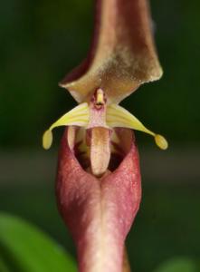 Bulbophyllum dennisii