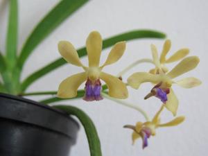 Vanda testacea