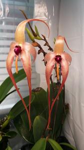 Bulbophyllum echinolabium