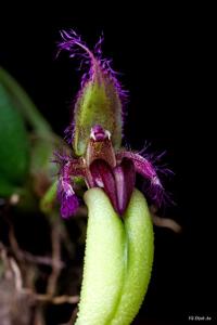 Bulbophyllum fascinator