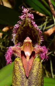 Bulbophyllum romyi
