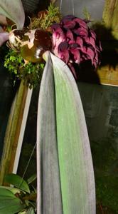 Bulbophyllum fletcherianum