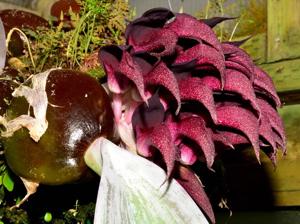 Bulbophyllum fletcherianum