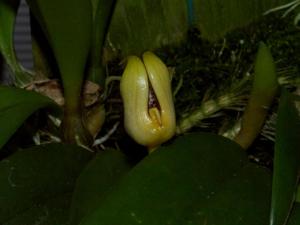 Bulbophyllum gerlandianum