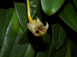 Bulbophyllum gerlandianum