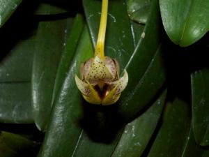 Bulbophyllum gerlandianum
