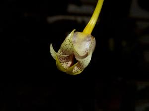 Bulbophyllum gerlandianum