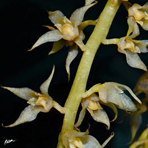 Bulbophyllum gibbosum