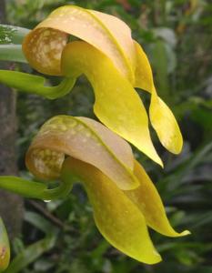 Bulbophyllum grandiflorum