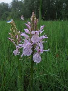 Dactylorhiza maculata subsp. maculata