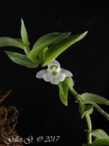 Angraecum pterophyllum