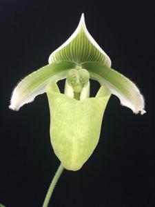 Paphiopedilum superbiens var. curtisii