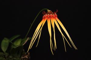 Bulbophyllum hirundinis