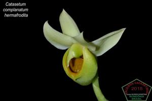 Catasetum complanatum