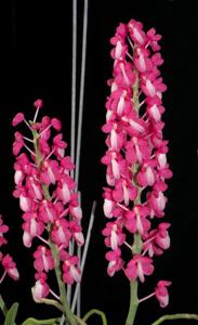 Dyakia hendersoniana