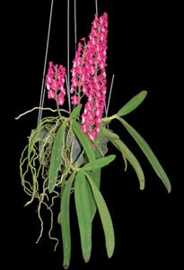 Dyakia hendersoniana