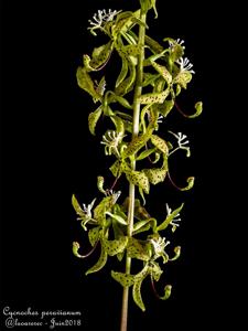 Cycnoches peruvianum
