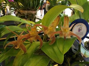 Bulbophyllum lobbii subsp. lobbii