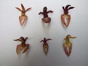 Bulbophyllum lasiochilum